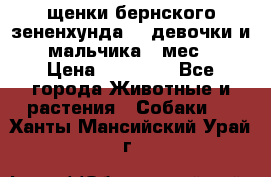 щенки бернского зененхунда. 2 девочки и 2 мальчика(2 мес.) › Цена ­ 22 000 - Все города Животные и растения » Собаки   . Ханты-Мансийский,Урай г.